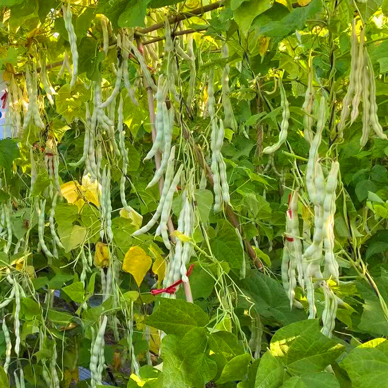 芸豆种子白不老四季豆架豆保护地高产无筋豆小金豆扁豆角种籽
