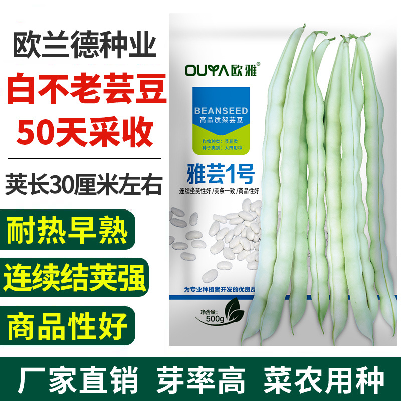 芸豆种子白不老四季豆架豆保护地高产无筋豆小金豆扁豆角种籽