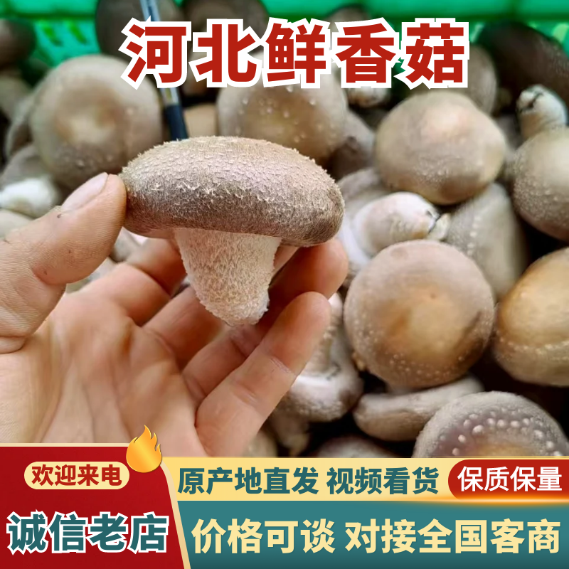 河北香菇种植园一手货源A2A3A4碗菇规格齐全欢迎询价
