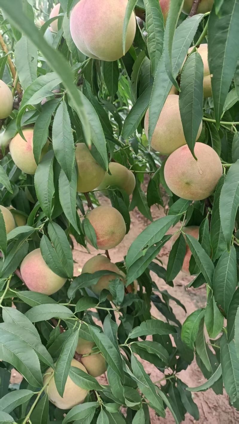 山东清香蜜桃香甜可口价格美丽质量好走货快欢迎询价正在热卖