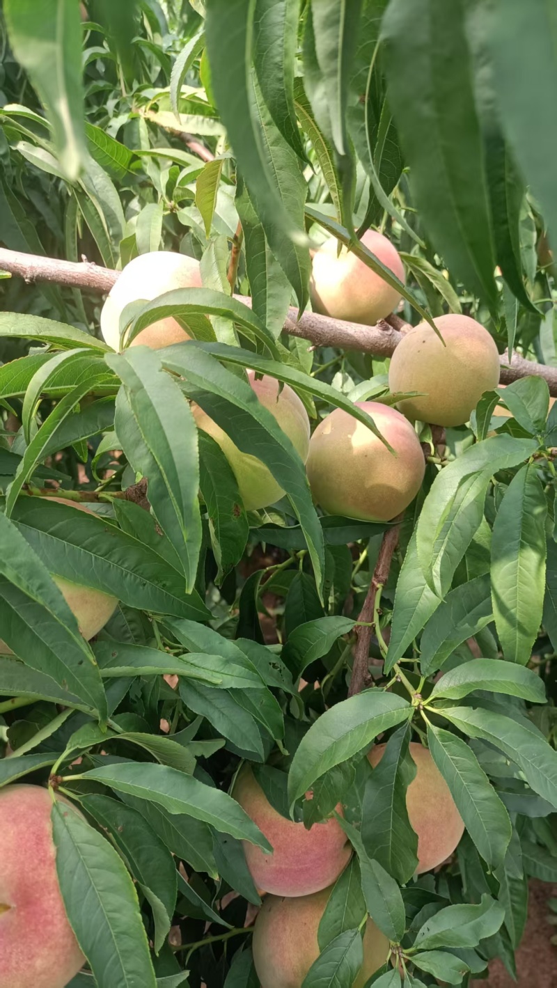 山东清香蜜桃香甜可口价格美丽质量好走货快欢迎询价正在热卖