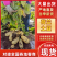 精品高次，微瑕疵，适合，学校，大集，另售，高品食堂。