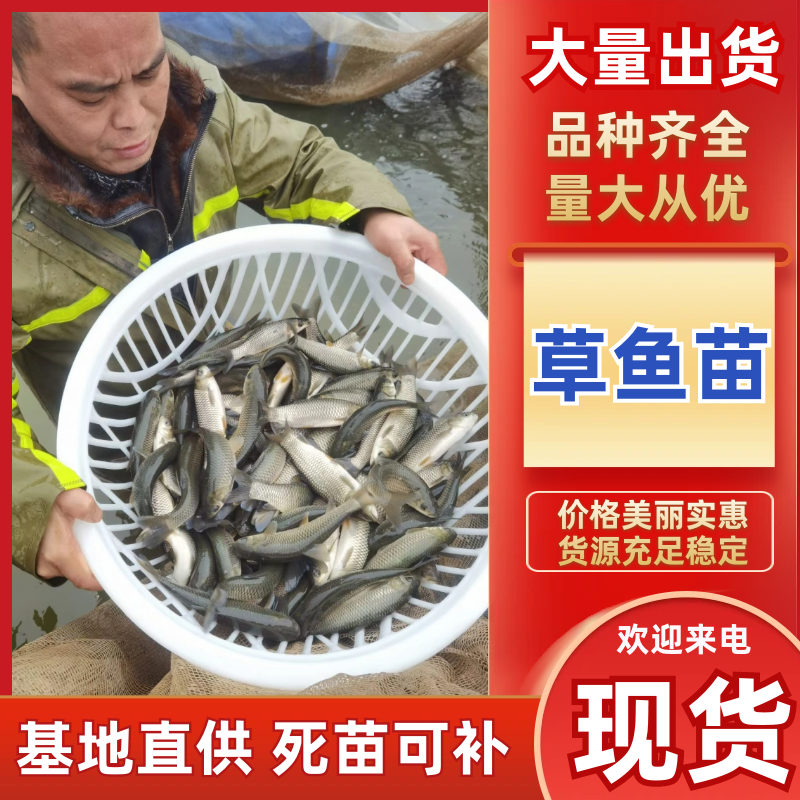水产鱼苗，草鱼苗，抗病能力强，货真价实，假一赔十