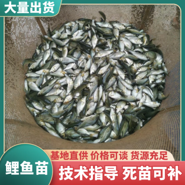 鲤鱼苗，特色养殖鲤鱼苗，大量出售了，欢迎订购
