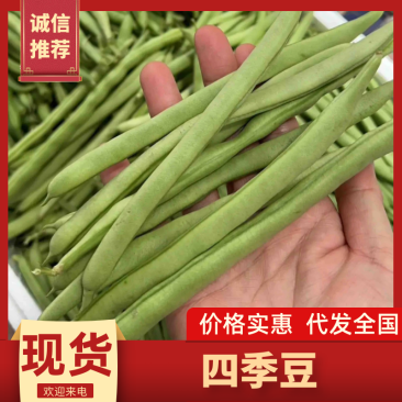福建四季豆，每根22cm左右，原产地发货，专业代办农产品
