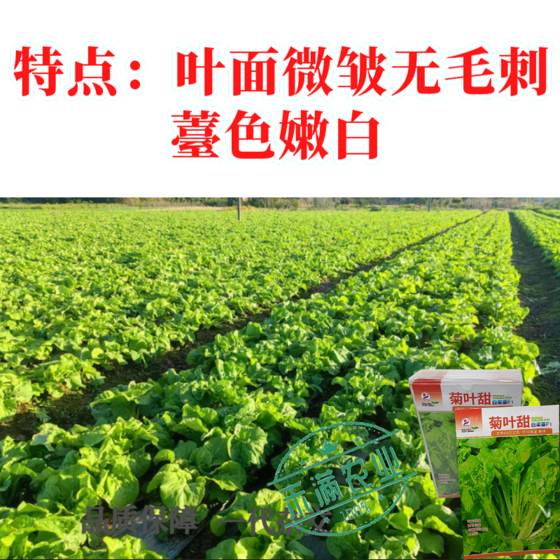 特色白菜苔种子菊叶甜畅销蔬菜种子四季秋季耐寒早熟大田种籽