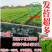 特色白菜苔种子菊叶甜畅销蔬菜种子四季秋季耐寒早熟大田种籽