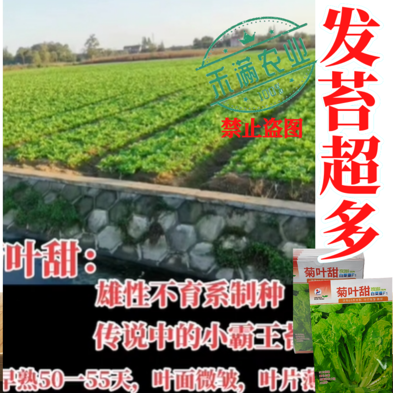 特色白菜苔种子菊叶甜畅销蔬菜种子四季秋季耐寒早熟大田种籽