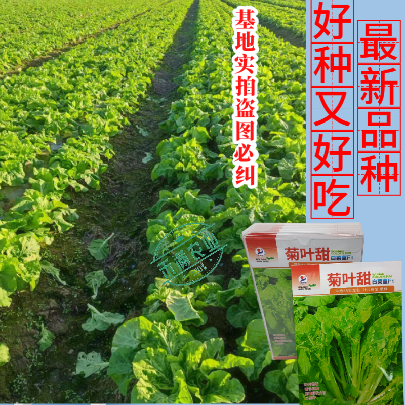 特色白菜苔种子菊叶甜畅销蔬菜种子四季秋季耐寒早熟大田种籽
