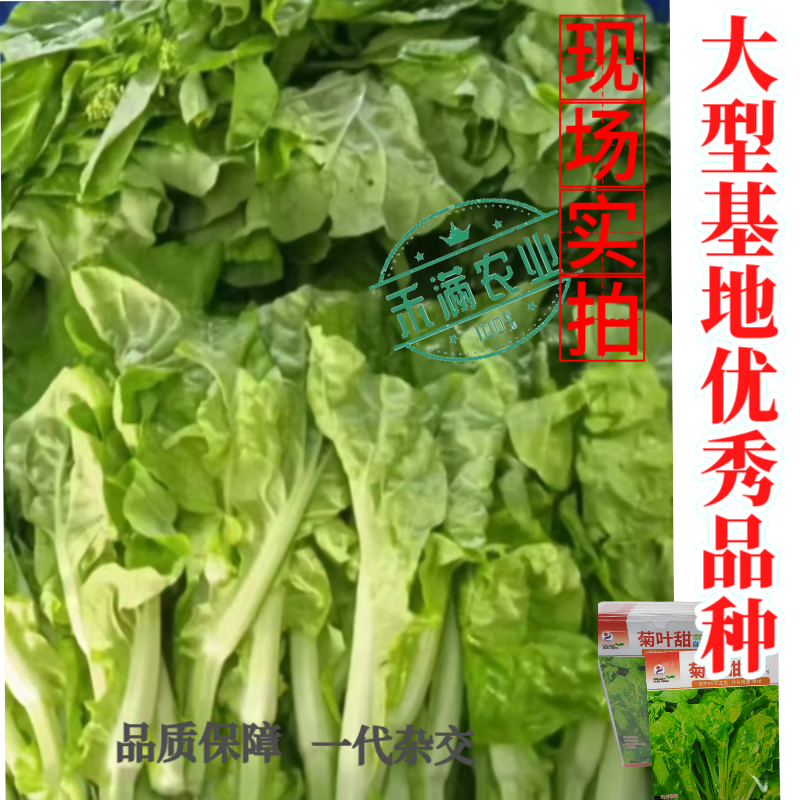 特色白菜苔种子菊叶甜畅销蔬菜种子四季秋季耐寒早熟大田种籽