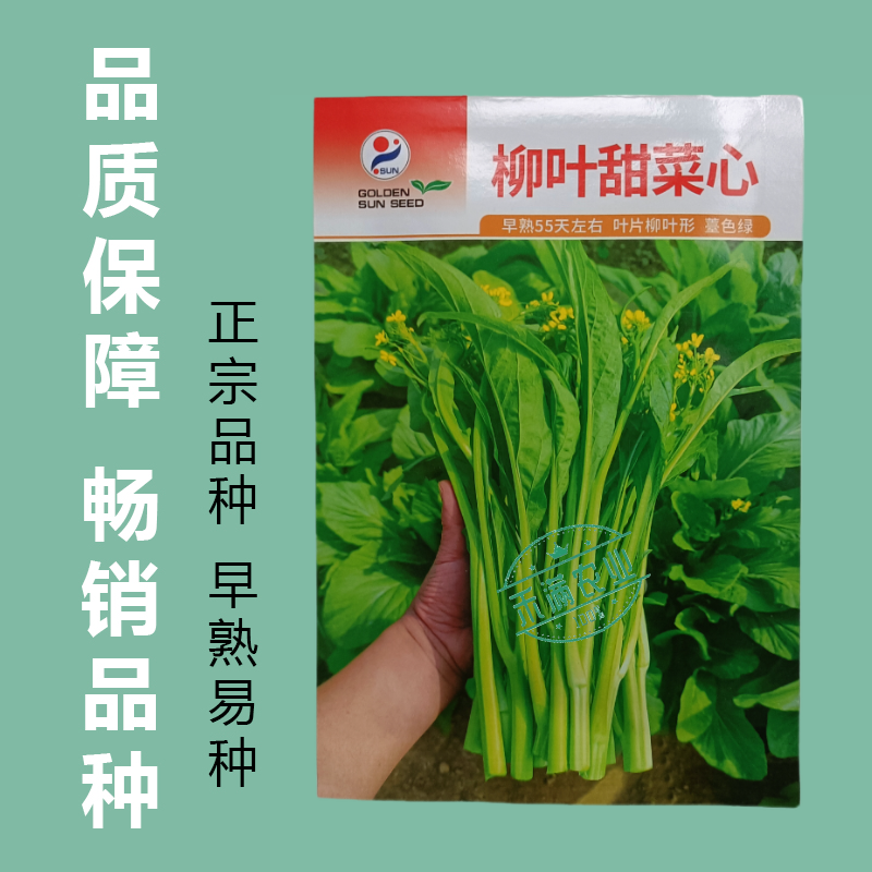 【多茬采收】金阳柳叶甜菜心种子侧芽多薹色绿优质基地早熟菜
