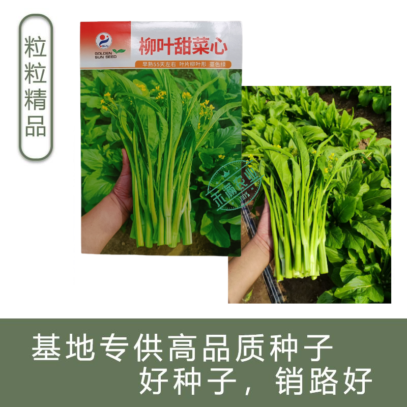 【多茬采收】金阳柳叶甜菜心种子侧芽多薹色绿优质基地早熟菜