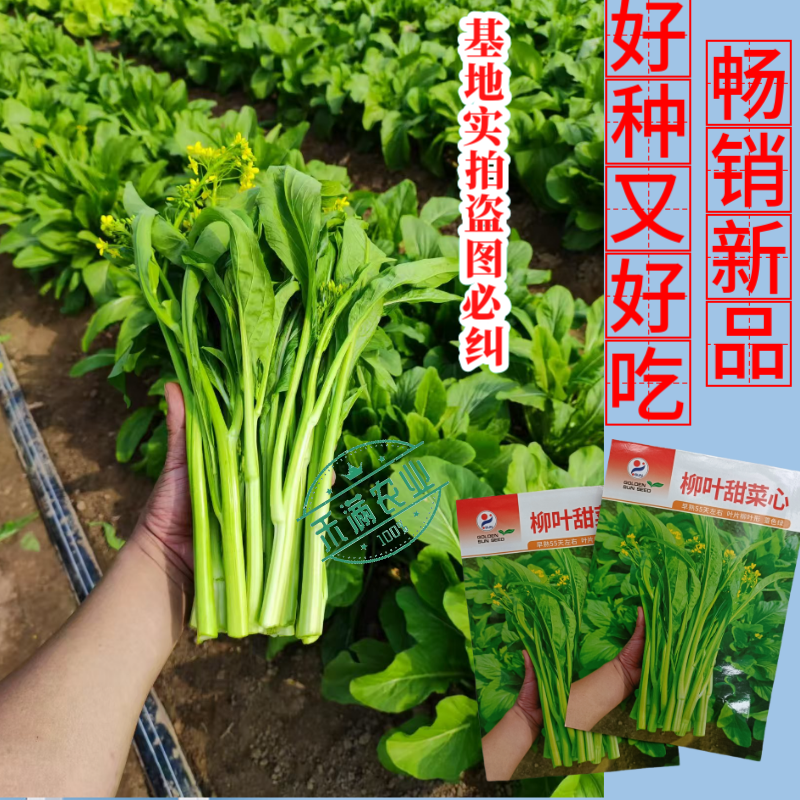 【多茬采收】金阳柳叶甜菜心种子侧芽多薹色绿优质基地早熟菜