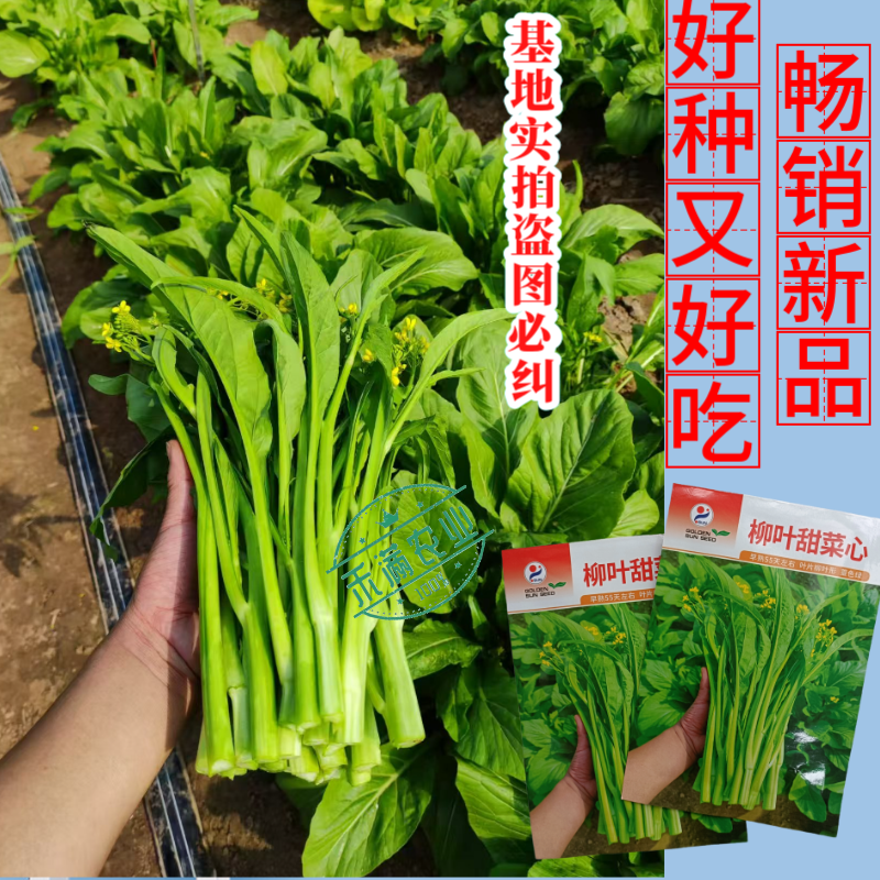 【多茬采收】金阳柳叶甜菜心种子侧芽多薹色绿优质基地早熟菜