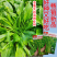 【多茬采收】金阳柳叶甜菜心种子侧芽多薹色绿优质基地早熟菜