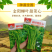 【多茬采收】金阳柳叶甜菜心种子侧芽多薹色绿优质基地早熟菜