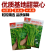 【多茬采收】金阳柳叶甜菜心种子侧芽多薹色绿优质基地早熟菜