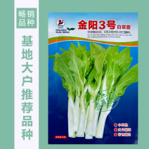 【金阳3号】65天中早熟白菜苔种子侧苔多粗细均匀耐寒能力