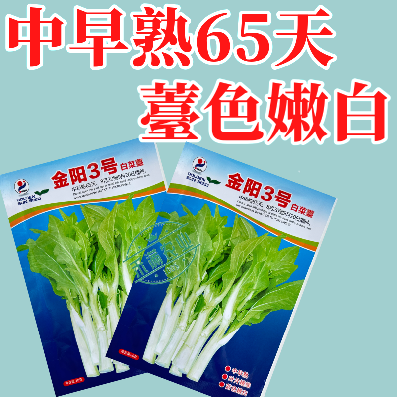 【金阳3号】65天中早熟白菜苔种子侧苔多粗细均匀耐寒能力