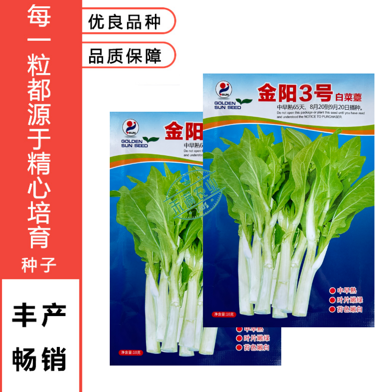 【金阳3号】65天中早熟白菜苔种子侧苔多粗细均匀耐寒能力