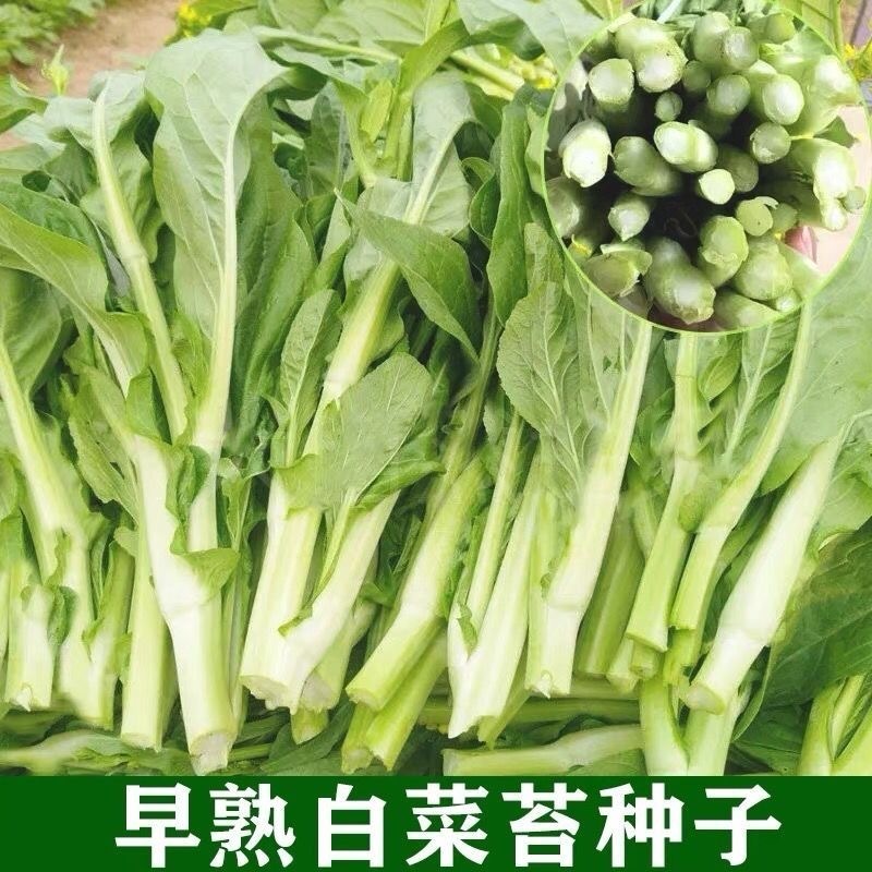 【金阳3号】65天中早熟白菜苔种子侧苔多粗细均匀耐寒能力