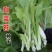 【金阳3号】65天中早熟白菜苔种子侧苔多粗细均匀耐寒能力