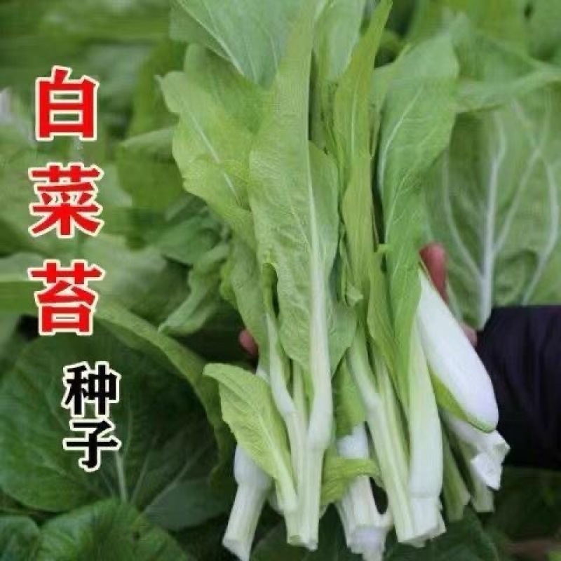 【金阳3号】65天中早熟白菜苔种子侧苔多粗细均匀耐寒能力