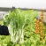 【金阳3号】65天中早熟白菜苔种子侧苔多粗细均匀耐寒能力