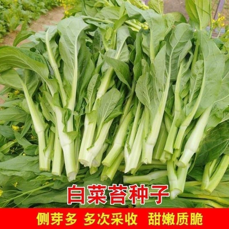【金阳3号】65天中早熟白菜苔种子侧苔多粗细均匀耐寒能力