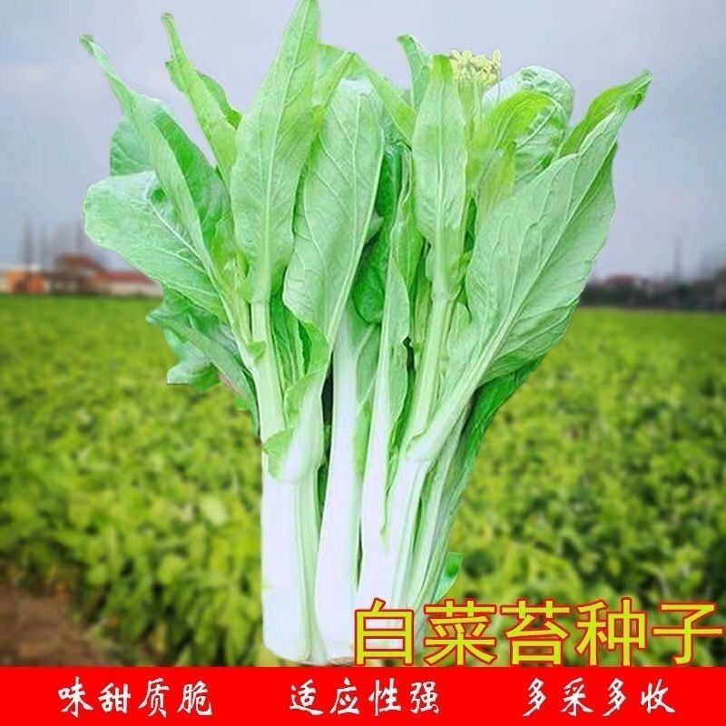 【金阳3号】65天中早熟白菜苔种子侧苔多粗细均匀耐寒能力