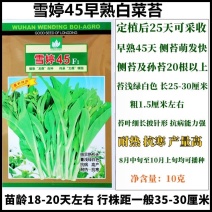 【高产耐热】特惠雪婷45天白菜苔种子极早熟白菜苔籽抗病耐