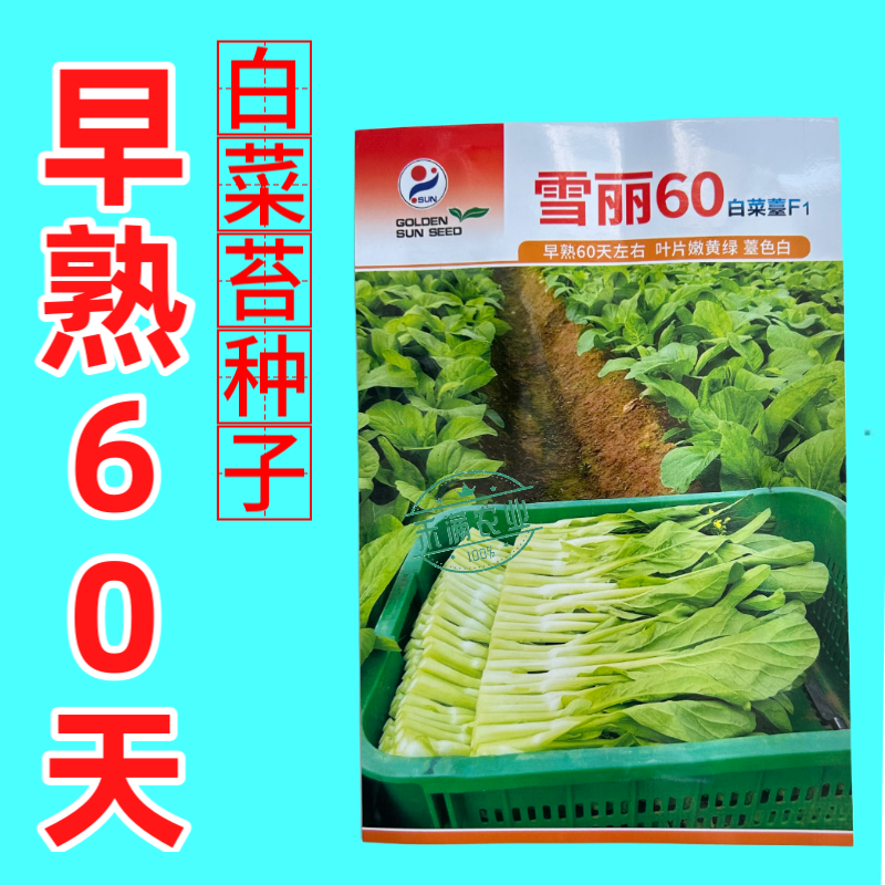 【多茬采收】金阳雪丽60白菜苔种子早熟菜芯种籽耐寒侧芽
