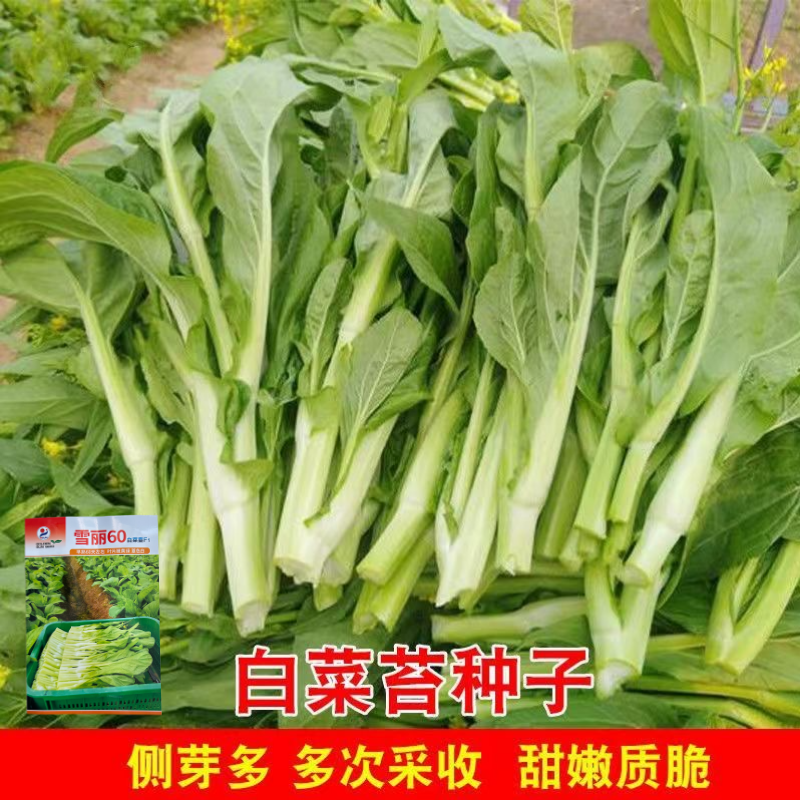 【多茬采收】金阳雪丽60白菜苔种子早熟菜芯种籽耐寒侧芽