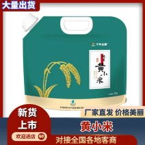 敖汉旗小米