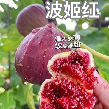 无花果苗多种规格直供，成活率高，果品好，欢迎致电