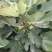 无花果苗多种规格直供，成活率高，果品好，欢迎致电