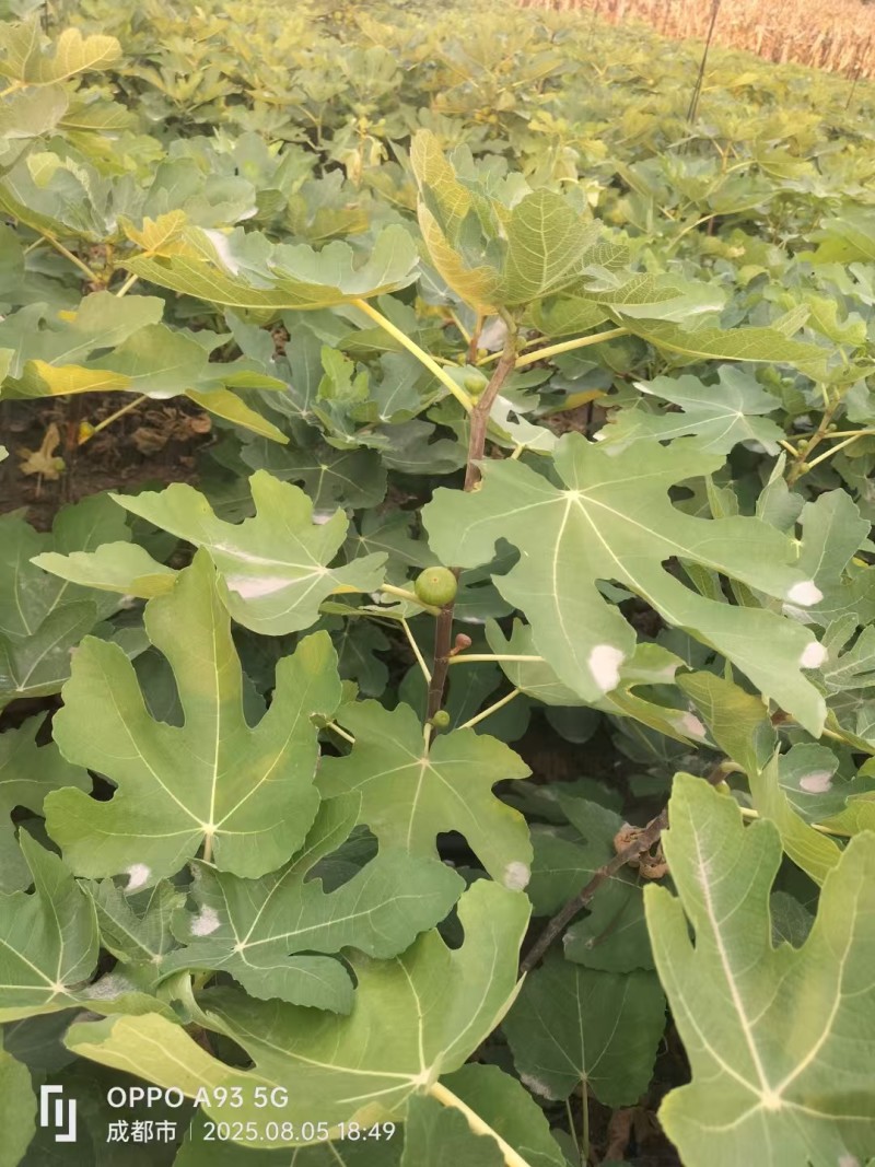 无花果苗多种规格直供，成活率高，果品好，欢迎致电