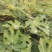 无花果苗多种规格直供，成活率高，果品好，欢迎致电