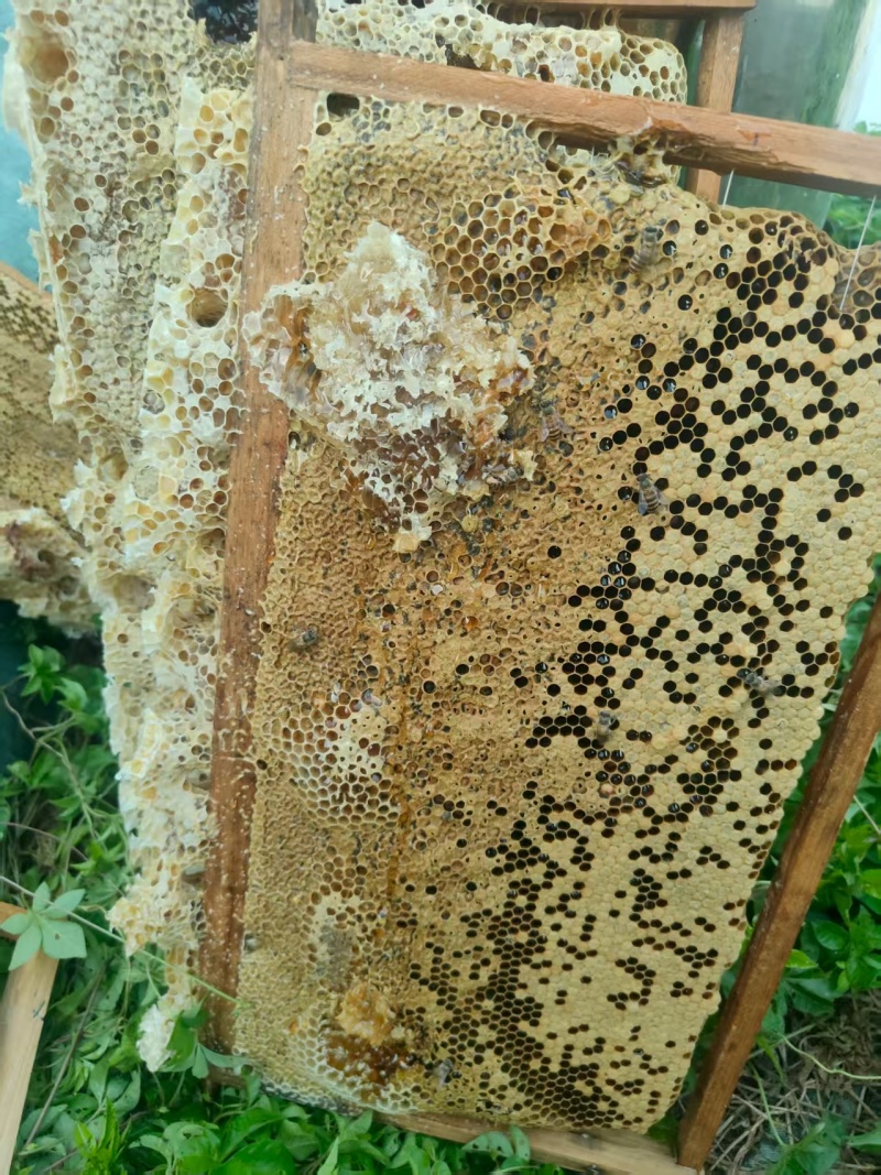 土蜂蜜百花蜜自产自销货真价实，支持一件代发蜂蜜活性酶含量高