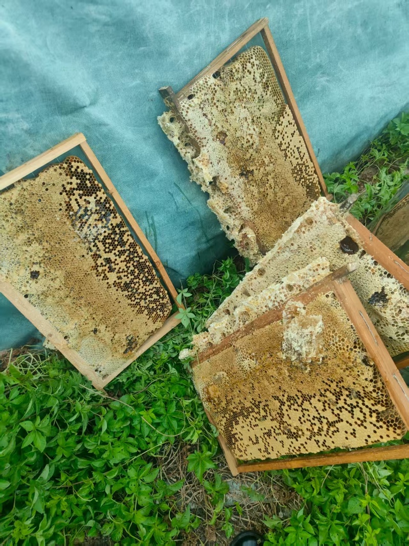 土蜂蜜百花蜜自产自销货真价实，支持一件代发蜂蜜活性酶含量高