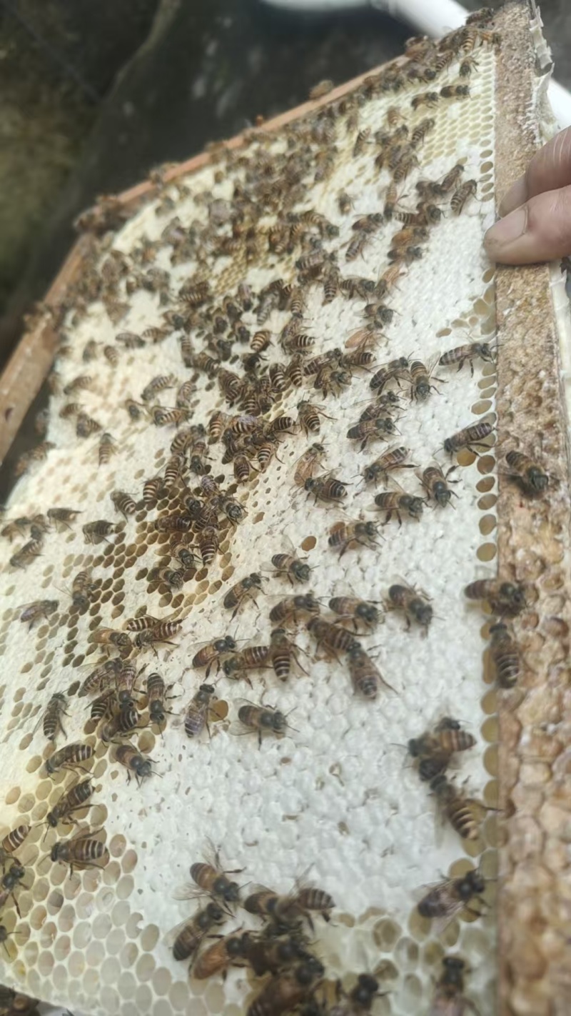 土蜂蜜百花蜜自产自销货真价实，支持一件代发蜂蜜活性酶含量高