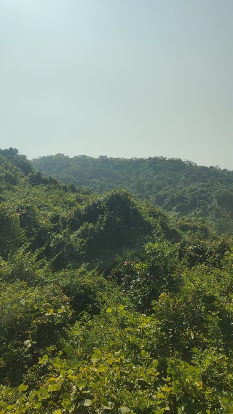 土蜂蜜自产自销/货真价实，支持全国发货一件代发包邮价