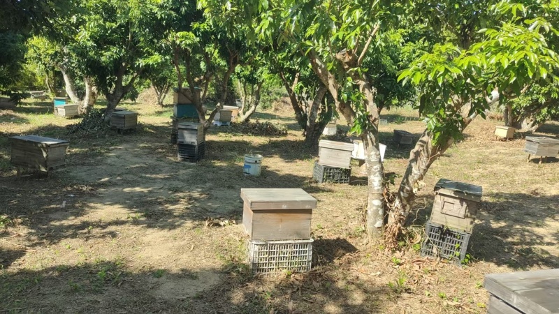 土蜂蜜自产自销/货真价实，支持全国发货一件代发包邮价