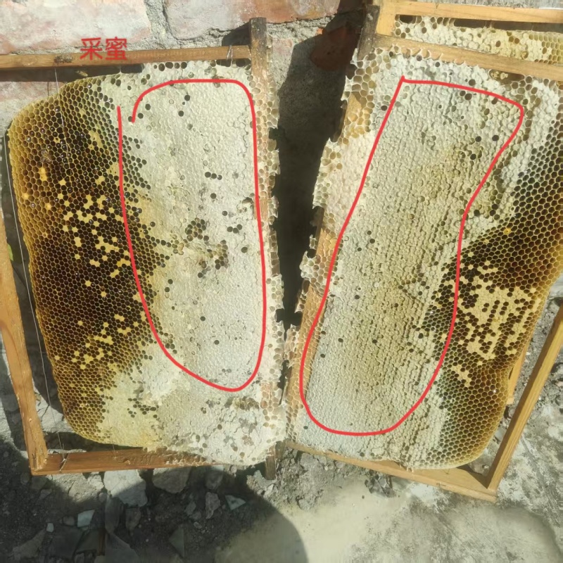 土蜂蜜自产自销/货真价实，支持全国发货一件代发包邮价