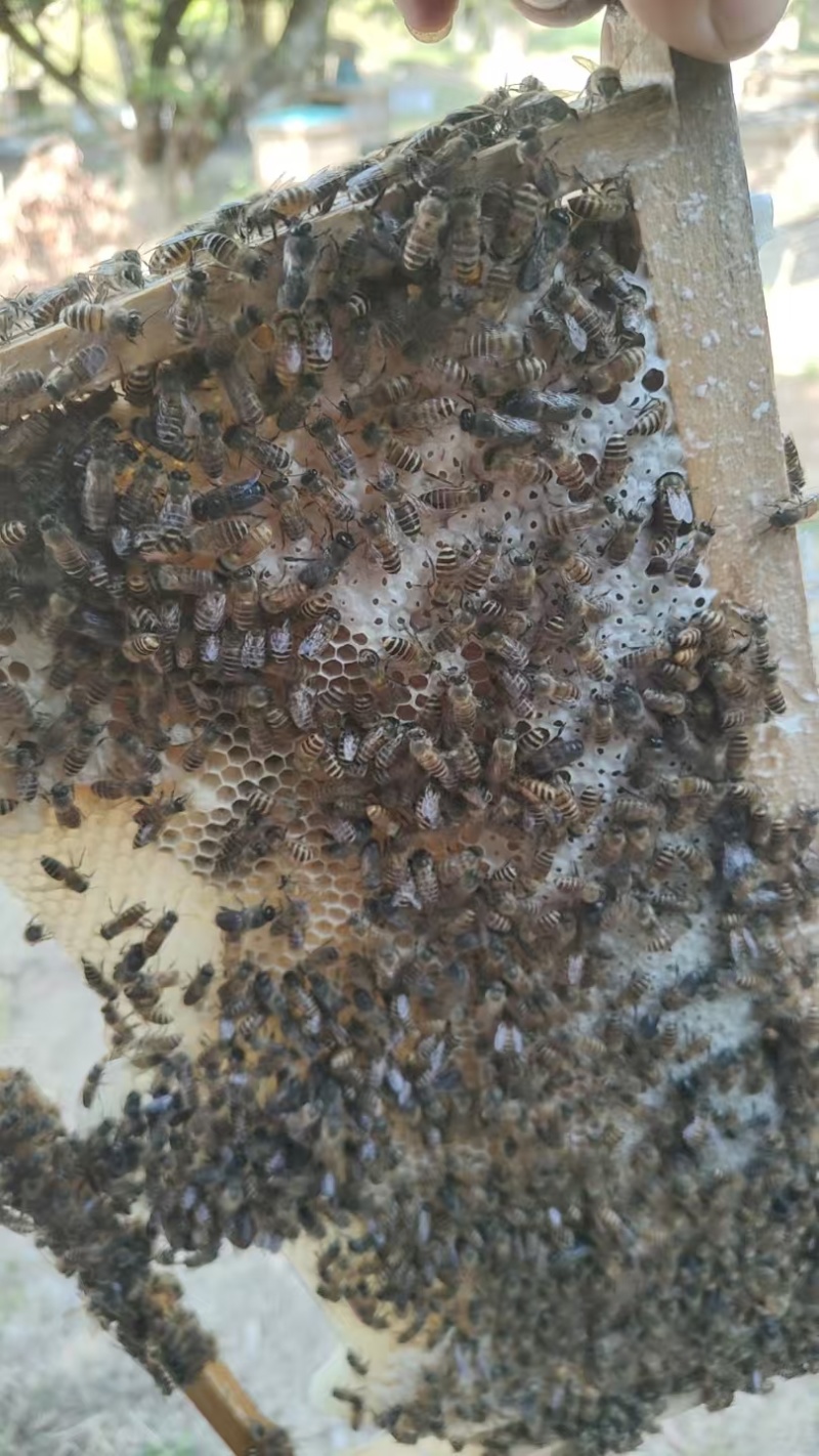 土蜂蜜自产自销/货真价实，支持全国发货一件代发包邮价