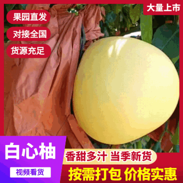 【热卖】福建白柚子产地直销量大质优价格优惠一手货源