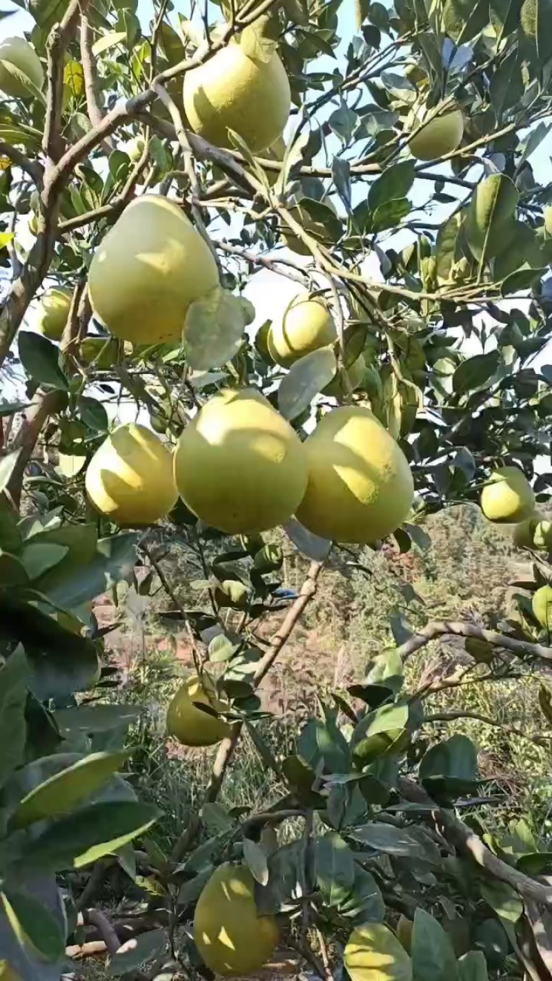 湖南香柚冰