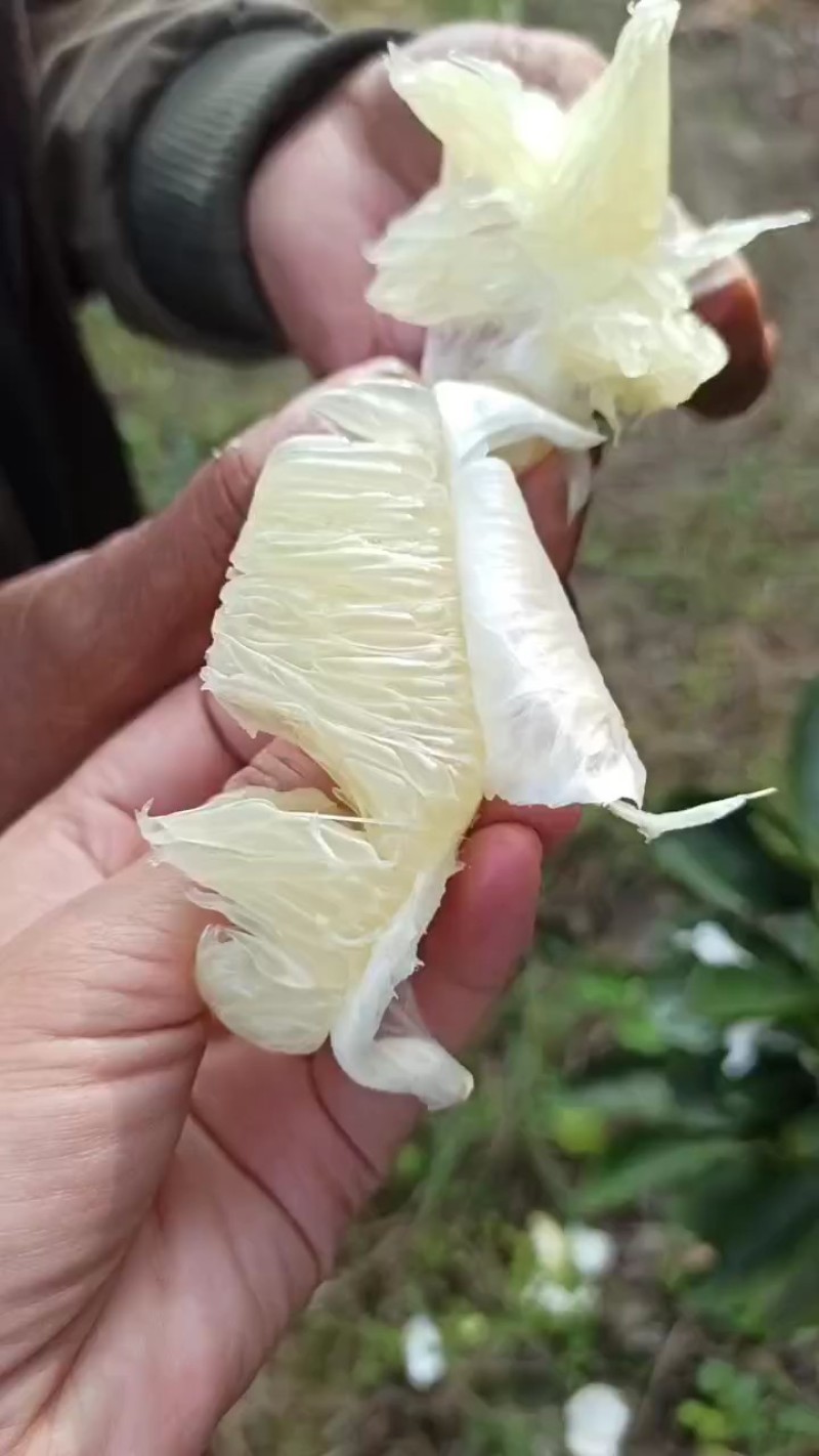 雪峰冰糖柚果园发货质量保证欢迎来电