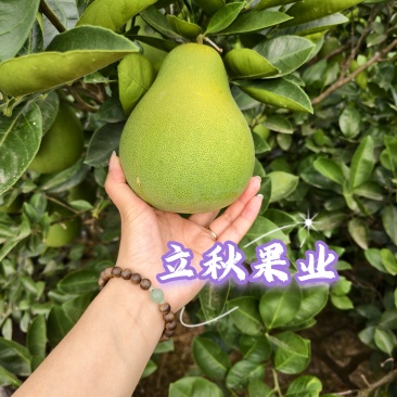 雪峰冰糖柚果园发货质量保证欢迎来电