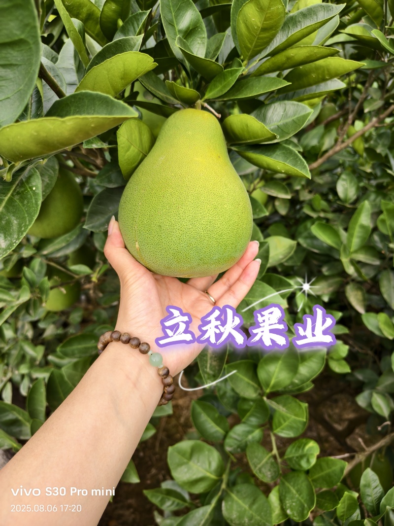 雪峰冰糖柚果园发货质量保证欢迎来电